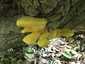 Sárga gévagomba (Laetiporus sulphureus), Duna-part